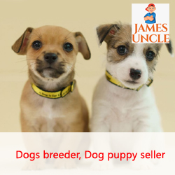 Dog seller Mr. Papai Chakraborty in Madhyamgram